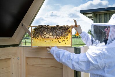 At its headquarters in Günzburg, the Munk Group is home to several bee colonies. | © MUNK GmbH