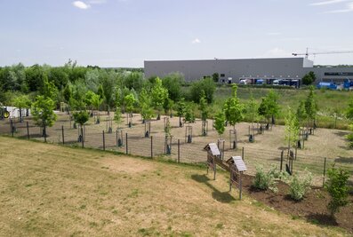 With its own Munk climate forest with climate-adapted tree species, the Munk Group is making a contribution to a future worth living. | © MUNK GmbH