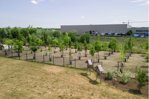 Avec sa propre forêt climatique Munk, composée d'essences adaptées au climat, le Groupe Munk contribue à un avenir digne d'être vécu. | © MUNK GmbH